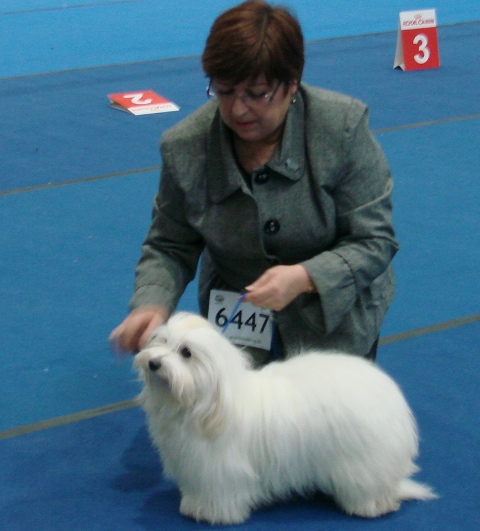 Giulietta 11 months - Young Championne of Germany VDH + CTV